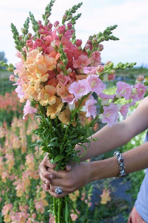 Dreamweaver's Delight: A Tapestry of Blossoms