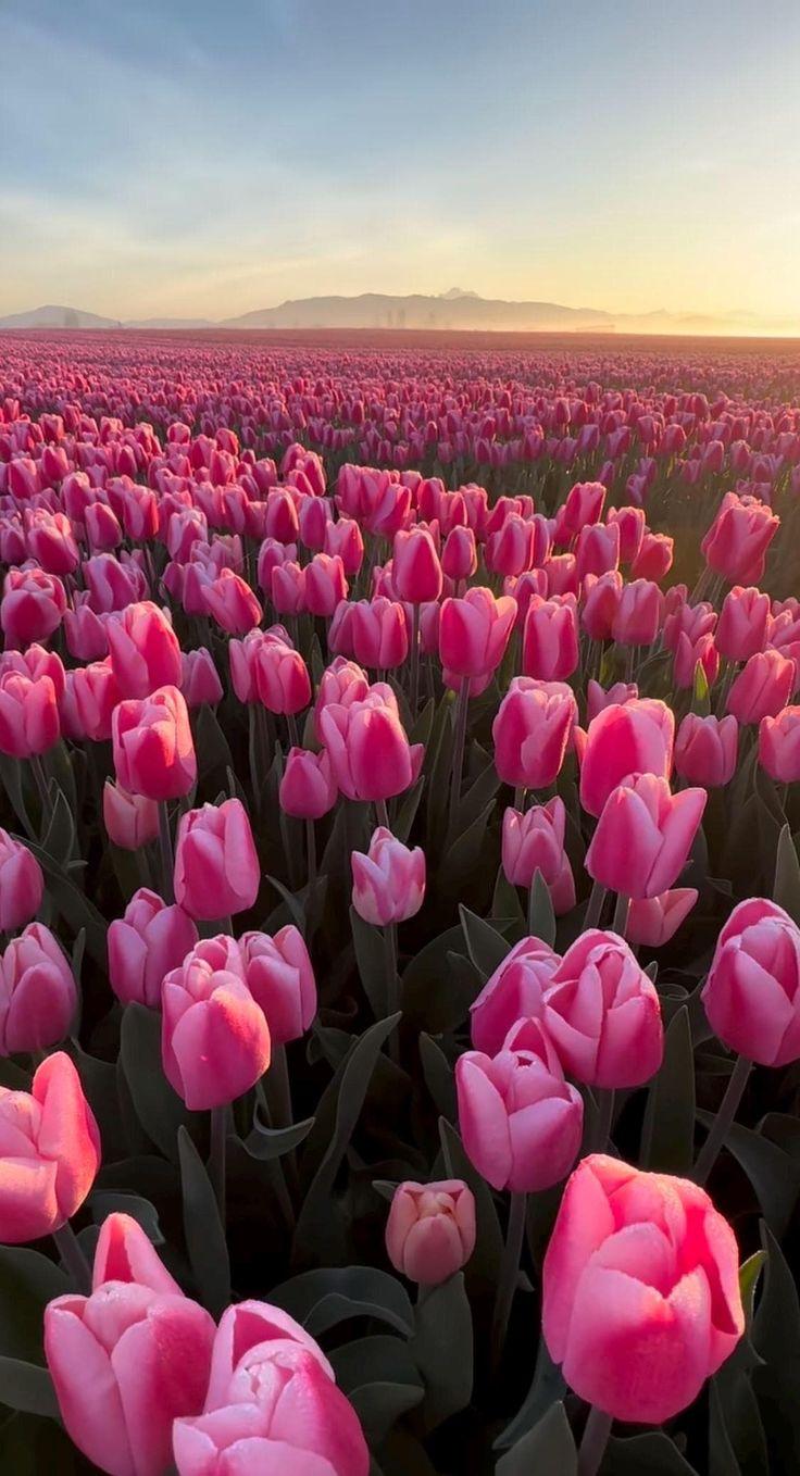 Whispering Meadow: A Symphony in Petals